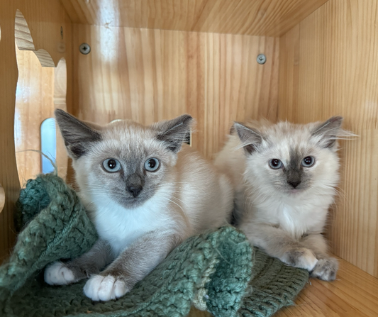 two birman kittens