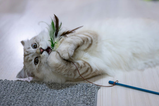 A cat playing with a toy