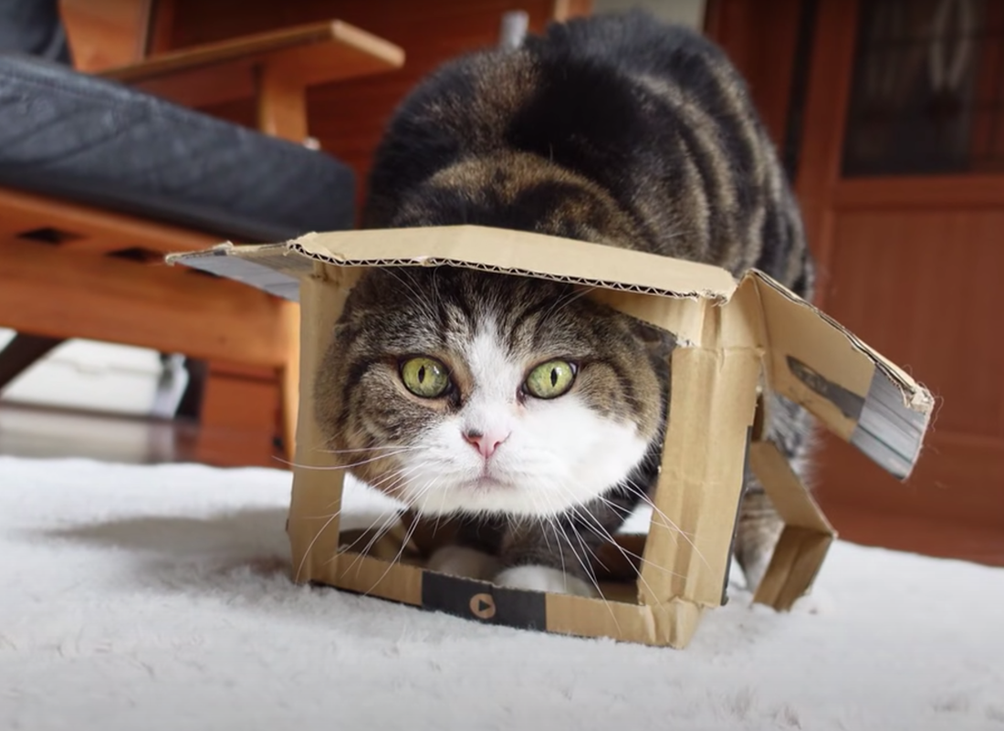 maru maru in a box